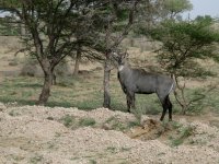 Une antilope, animal peu chasse