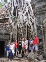 Racines d'un fromager au Taphrom