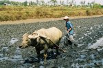 Buffle au travail, pr�s de Hoi An