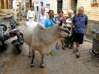 Une des vaches sacr�es de Jaisalmer